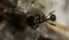 Pheidole littoralis