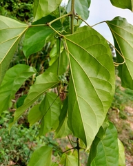 Fridericia