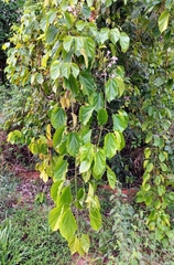Fridericia