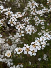Leptospermum turbinatum