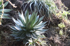 Agave horrida
