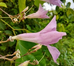 Fridericia