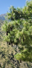 Pinus wallichiana