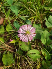 Trifolium pratense