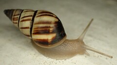 Drymaeus multilineatus