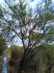 Prosopis flexuosa