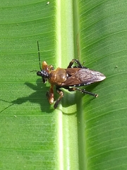Apiomerus emarginatus