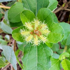 Acanthospermum australe