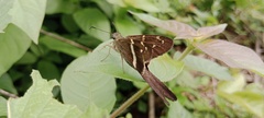 Aguna albistria
