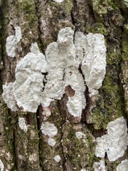 Herpothallon