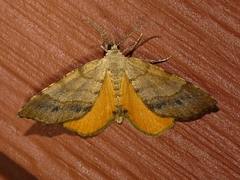 Mellilla xanthometata