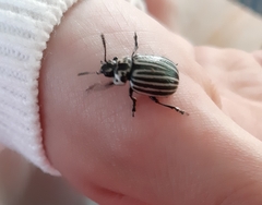 Leptinotarsa undecimlineata