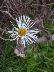 Erigeron coulteri