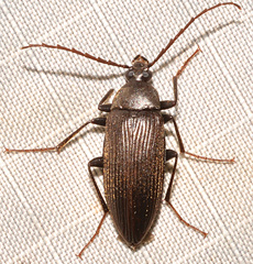 Capnochroa fuliginosa
