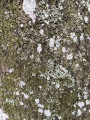Herpothallon