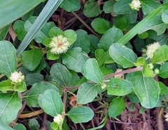 Acanthospermum australe