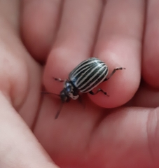 Leptinotarsa undecimlineata