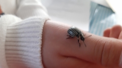 Leptinotarsa undecimlineata