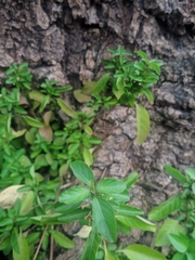 Dyschoriste depressa