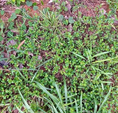 Acanthospermum australe