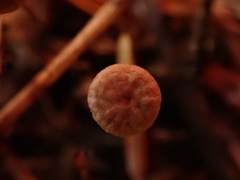 Paragymnopus perforans