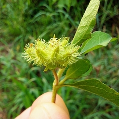 Acanthospermum australe
