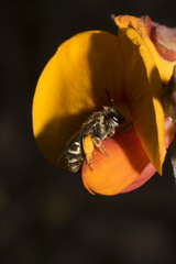 Lipotriches flavoviridis