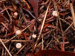 Paragymnopus perforans