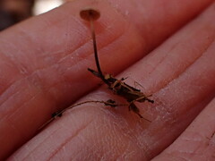 Paragymnopus perforans