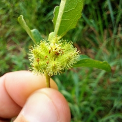 Acanthospermum australe