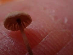 Paragymnopus perforans