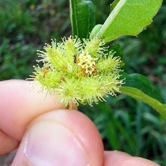 Acanthospermum australe
