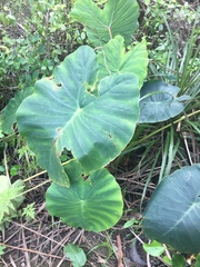 Colocasia
