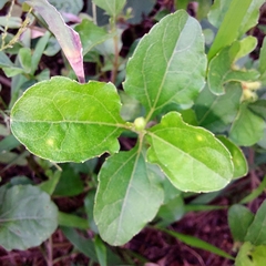 Acanthospermum australe