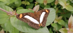 Adelpha iphiclus
