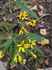 Senecio