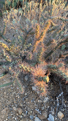 Cylindropuntia
