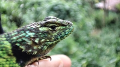 Sceloporus tanneri