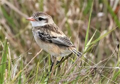 Alectrurus risora