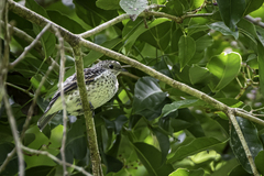 Cotinga amabilis
