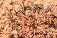 Portulaca pilosa
