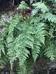 Dryopteris campyloptera