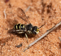 Dianthidium
