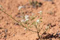 Dimorphocarpa wislizeni