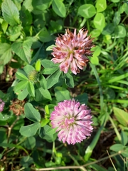 Trifolium pratense