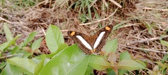 Adelpha iphiclus