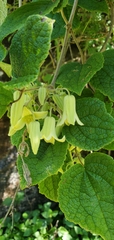 Clematis connata