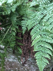 Dryopteris campyloptera