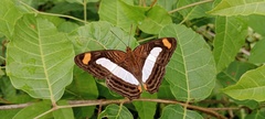 Adelpha iphiclus