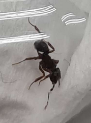 Cyphomyrmex